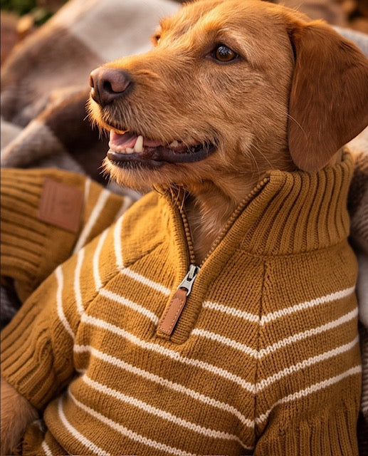 The Foggy Dog Mustard Stripe Dog Sweater