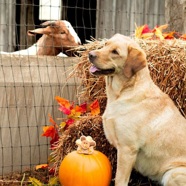 Kenny and Sammy Turkey Cookie 2pk