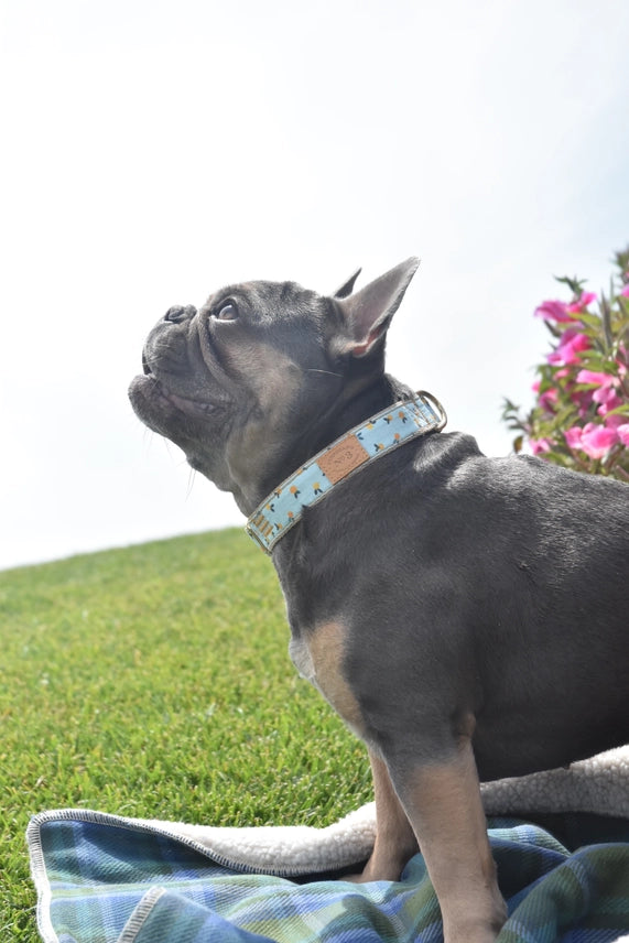 Finnegan's Standard Goods Clemintine Collar