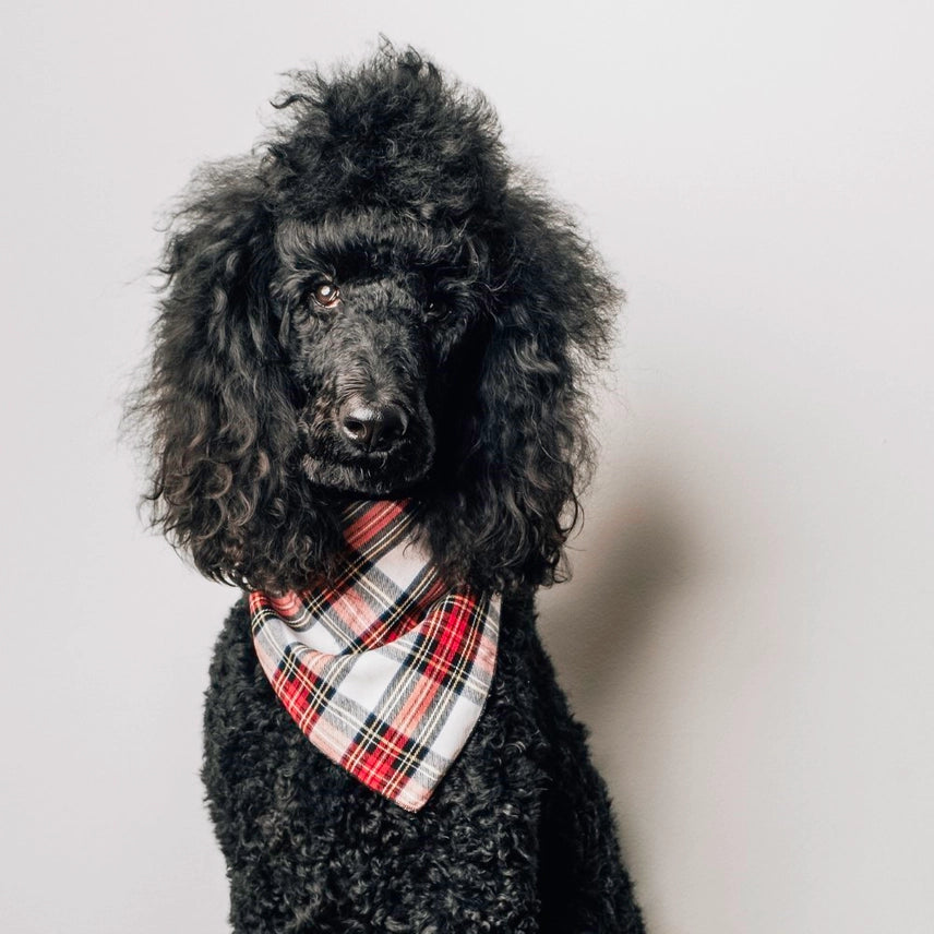 Stewart Tartan Red Bandana