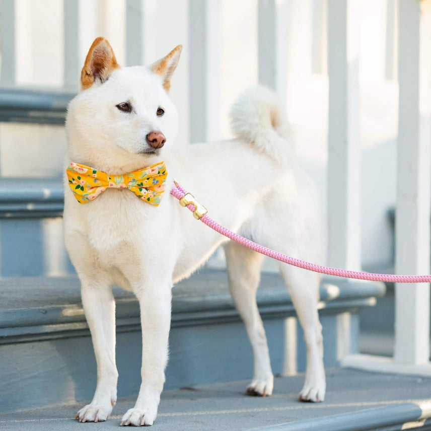 Orchid Marine Rope Dog Lead