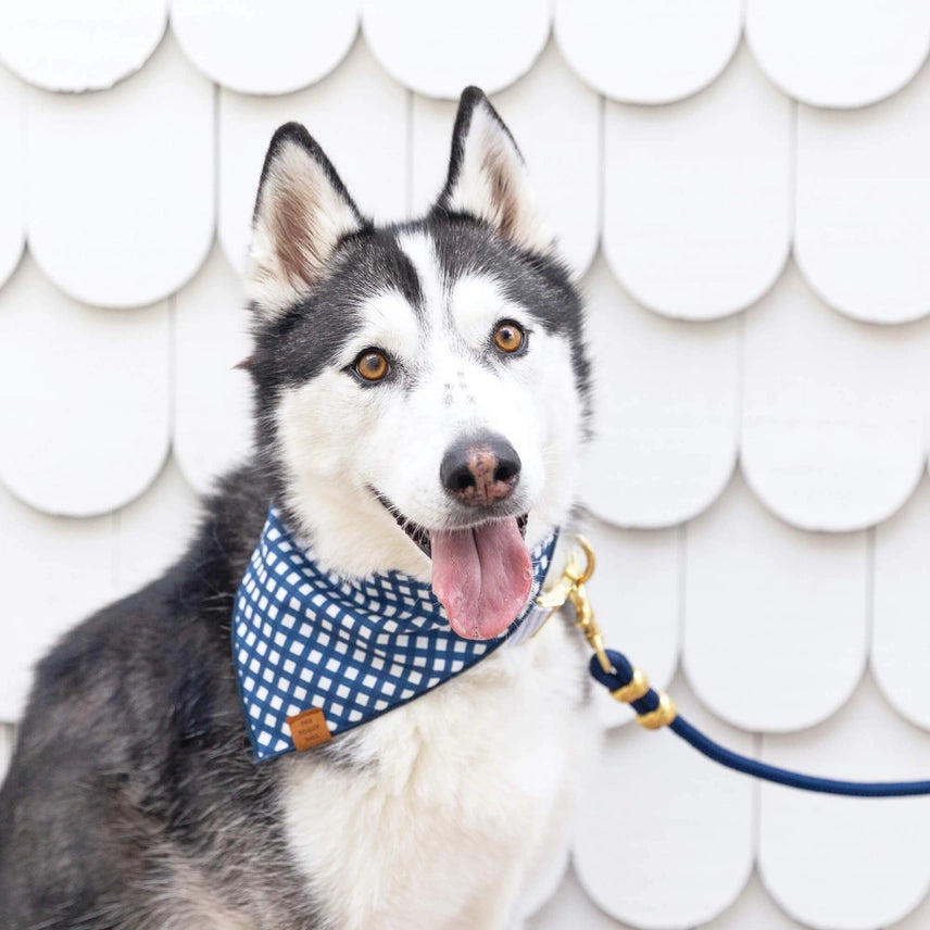 Ocean Marine Rope Dog Lead